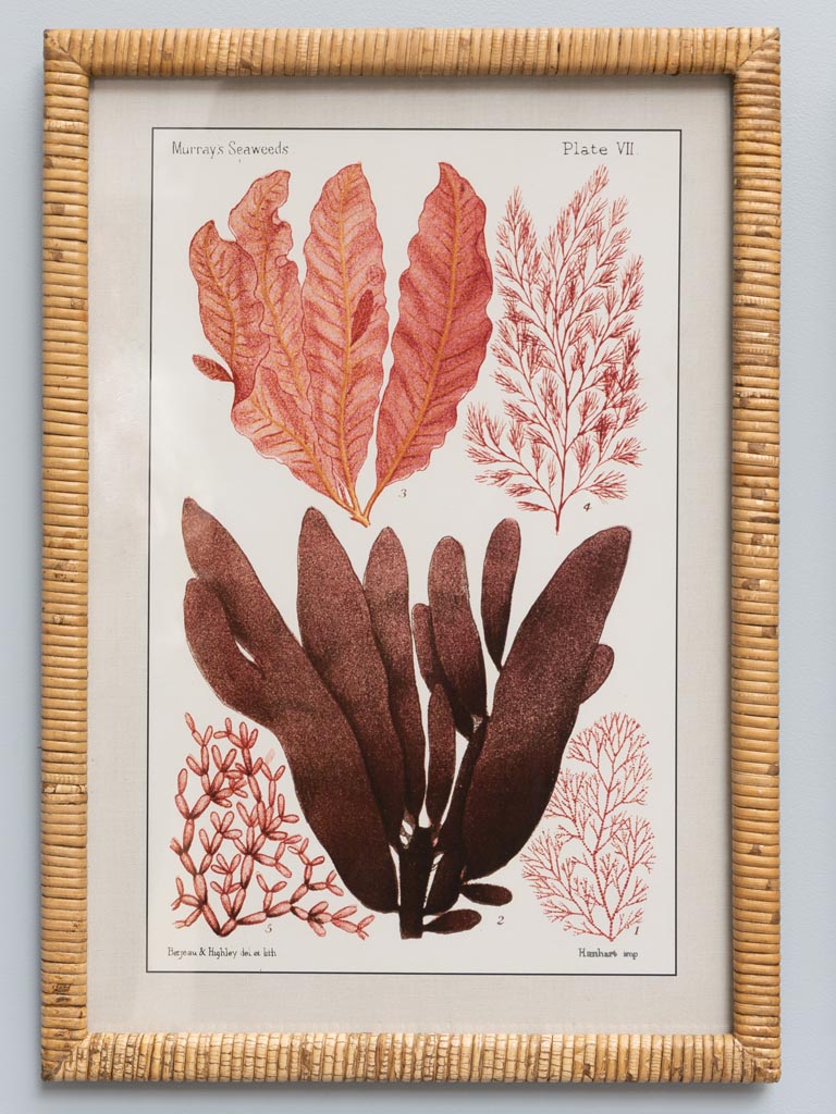 Framed Coral Design in Rattan Frame Set of 2