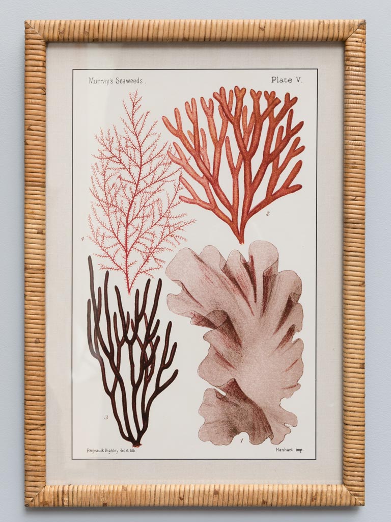 Framed Coral Design in Rattan Frame Set of 2